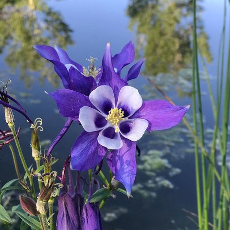 Shadd Ring Photography on Instagram: “Finally signs of summer. Still lots of snow in the high country but all this moisture has much of Colorado green and blooming. #colorado…” Purple Columbine, Colorado Columbine, Columbine Flower, Ring Photography, Purple Iris, Floral Sleeve, Body Mods, Iphone Wallpapers, Color Me