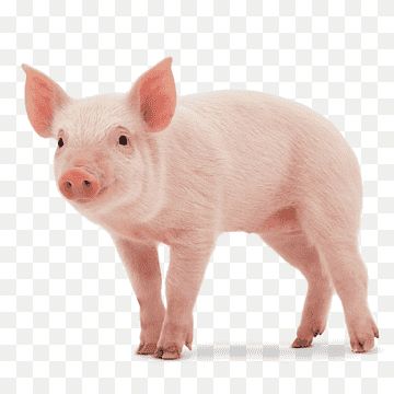 Large White Pig, Dog Emoji, Pig Images, White Pig, Pig Png, Miniature Pigs, Pig Food, Pig Illustration, Puppy Drawing