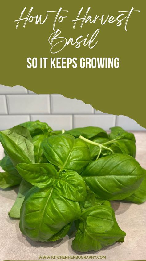 Your beautiful new basil plant is calling your name. With large leaves and an aroma that has inspired your menu for the week, you can’t wait to start harvesting. But you are unsure how to pick basil leaves while ensuring your plant continues to thrive? Picking Basil Leaves, Saving Basil Leaves, How To Harvest Basil From Plant, How To Harvest Basil Leaves, Harvesting Basil How To, How To Preserve Basil Leaves, How To Pick Basil From Plant, How To Dry Basil Leaves, How To Cut Basil From Plant