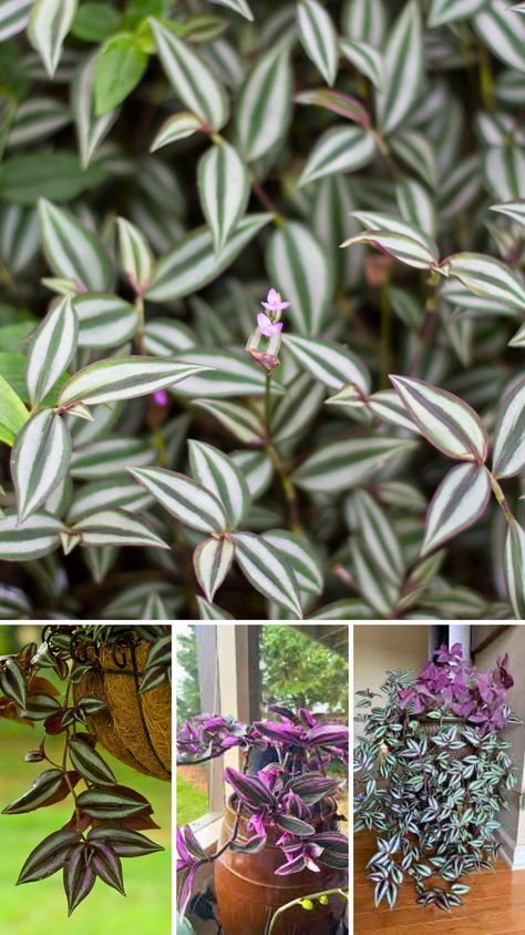 Discover the secrets to growing a vibrant and healthy Wandering Jew plant indoors! This guide covers everything you need to know, from light and water requirements to the best soil mix and propagation methods. Whether you're a seasoned plant parent or a beginner, these tips will help your Wandering Jew thrive and add a touch of lush greenery to your home. Wondering Jew Plant, Propagation Methods, Wondering Jew, Jew Plant, Wandering Jew Plant, Big Planters, Wandering Jew, Zebra Plant, Plant Care Houseplant