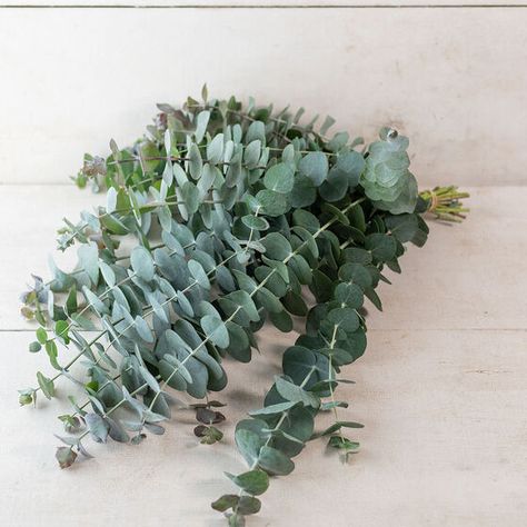 Baby Blue Eucalyptus, Blue Eucalyptus, Flower Identification, Blue Plants, Seed Shop, July Wedding, Line Flower, Plant Spacing, Fresh Cut Flowers