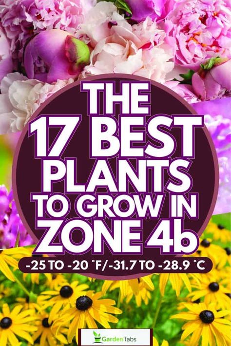 Zone 4b Landscaping Ideas, Zone 4 Front Yard Landscaping, Zone 4 Plants, Zone 4b Planting Schedule, Zone 4b Landscaping, Zone 4b Perennials, Zone 4b Gardening, Zone 4 Planting Schedule, Zone 4 Perennial Garden Layout