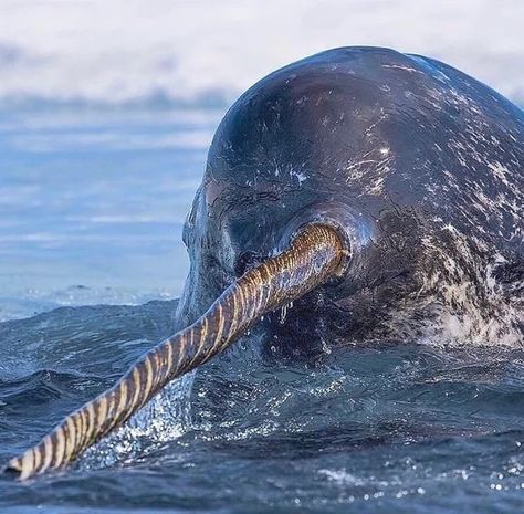 The narwhal tusk—most commonly found on males—is actually an enlarged tooth with sensory capability and up to 10 million nerve endings… Arctic Habitat, Creature Marine, Wallpaper Themes, A Whale, Water Life, Marine Mammals, Narwhal, Ocean Creatures, Sea World