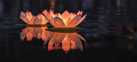 Floating Pond Lights, Pool Tea Lights Floating Candles, Flowers Floating In Water Aesthetic, Diy Floating Pool Lights, Diy Floating Pool Decorations, How To Make Floating Candles, Floating Lights In Pool, Floating Flowers In Pool, Diy Floating Lanterns