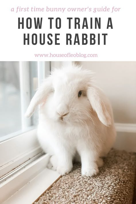 HOW TO TRAIN A HOUSE RABBIT How To Tame A Rabbit, Cute Rabbit House Ideas, Rabbit Litter Training, How To Litter Train A Rabbit, Diy Bunny Cage Indoor House Rabbit Ideas, How To Potty Train A Bunny, Bunny Routine, Rabbit Home Ideas, Pet Bunny Set Up