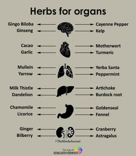 Herbs For Organs #Health Motivasi Diet, Magia Das Ervas, Foods Healthy, Natural Healing Remedies, Herbal Healing, Herbs For Health, Healing Food, Healing Herbs, Natural Health Remedies