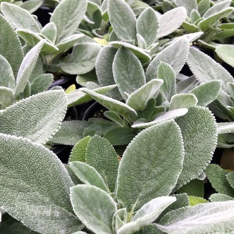 Stachys ‘Helene von Stein’ (Lamb’s Ear) Stachys Helen Von Stein, Lambs Ear Plant, Lambs Ears, Stachys Byzantina, Meadow Landscape, Perennial Grasses, Sensory Garden, Big Ears, Dappled Light