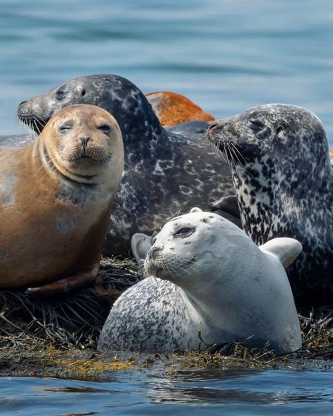 Maine Photographer on Instagram: “Anyone up for snuggles? . #seal #seals #natgeoyourshot #marinelife #maine #natgeoyourshot #oceaneyes #atlanticocean #cute #critters…” Cute Critters, Harbor Seal, Sea Mammal, Cute Seals, Sea Cow, Seal Pup, Marine Mammals, Cute Wild Animals, Sea Lion