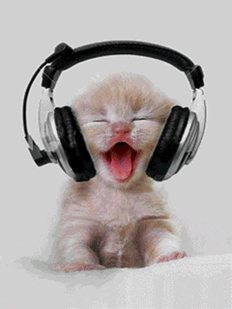 This kitty wants you to rock out with massive headphones. | 15 Cats Who Are Cheesing It Up For You Katt Diy, Haiwan Comel, Anak Haiwan, Cele Mai Drăguțe Animale, Koci Humor, Haiwan Lucu, Söt Katt, Image Chat, Gif Lucu