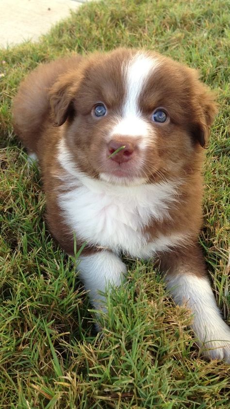 Types Of Bellies, Aussie Poo, Dog Spaces, Cute Dogs Images, Aussie Puppies, Really Cute Puppies, Aussie Dogs, Cute Animals Puppies, Australian Shepherd Dogs