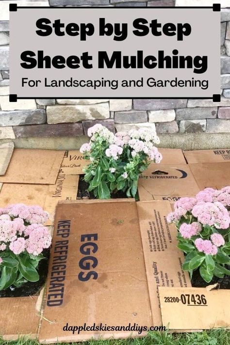 A step by step guide to DIY sheet mulching for foundation planting and gardening! Sheet mulching uses cardboard and mulch for weed control and to help to enrich the soil. Lawn Landscaping Ideas, Forest Yard, Circle Patio, Garden Edger, Sheet Mulching, Garden Mulch, Grass Weeds, Types Of Mulch, Mulch Landscaping