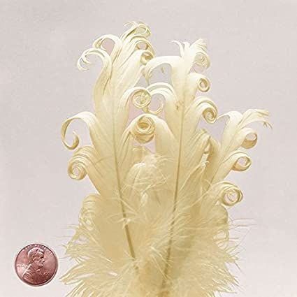 Amazon.com: Ivory Nagorie Goose Feathers, 5" to 7" (10/Pack): Arts, Crafts & Sewing Garden Party Theme, Scrapbook Storage, Scrapbook Quotes, Goose Feather, Feather Crafts, Goose Feathers, Winter Formal, Jewelry Making Project, 5 To 7