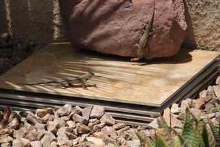 I recently had to clear out an old fire wood pile by our home. It had become infested with pack rats. If you have never had pack rats, count yourself lucky. These... Vase Centerpieces Diy, Wildlife Garden Design, Desert Lizards, Lizard Habitat, Frog House, Wood Pile, Fire Wood, Front Landscaping, Bee Garden