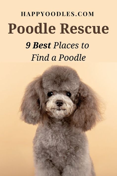 Toy Poodles For Sale, Miniature Poodle Puppy, Poodle Rescue, Toy Poodle Puppy, Poodle Puppies For Sale, Dog Fails, Poodle Mom, Tea Cup Poodle, Poodle Grooming