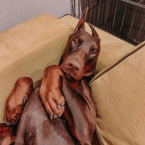 15 Doberman Pinscher Pics That’ll Keep You Smiling Through the Rest of This Winter Black Doberman Puppy, Doberman Pinscher Aesthetic, Doberman Pinscher Funny, Dogs Doberman, Loyal Dog Breeds, Black Doberman, Gentle Soul, Doberman Puppy, Guard Dogs