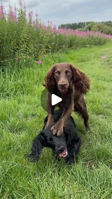 Milly & Lady on Instagram: "Milly’s hugs progressively getting worse 🥲 I had to abandon this idea for Lady’s welfare so here’s all your getting 😅 
#cockerspaniel #workingcockerspaniel #spaniel #dogsofinstagram #cutedog #weratedogs #dogsofinsta" Working Cocker Spaniel, Queen Funny, We Rate Dogs, Working Cocker, Cocker Spaniel, Spaniel, Cute Dogs, Dog Lovers, Funny Gif