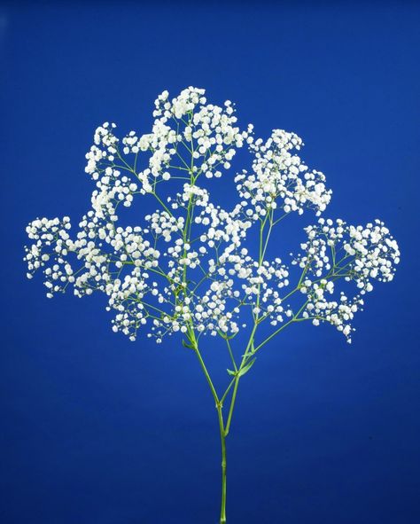 Gypsophila Flower, Breath Flowers, Baby S Breath, 수채화 그림, Baby's Breath, Flower Farm, Flower Field, Cut Flowers, Flower Wallpaper