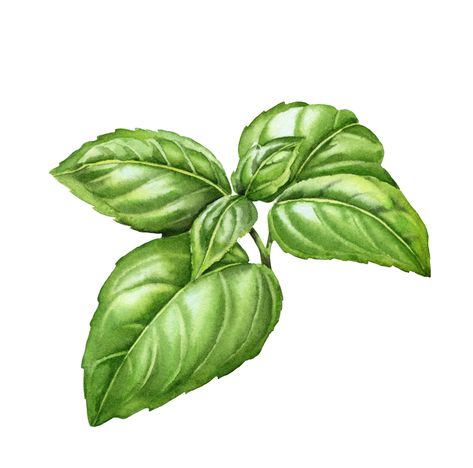 Basil Sketch, Basil Painting, Basil Illustration, Basil Leaf, Spice Island, Basil Plant, Food Illustration Art, Pizza Place, Leaves Vector