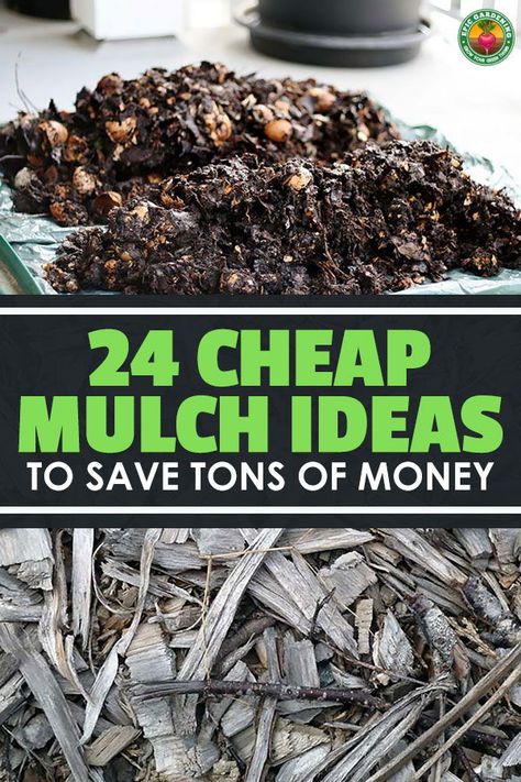 Mulch can get expensive, especially if you buy from a garden center. These 24 cheap mulch ideas will save you a ton of money and are really easy to do! #mulch #gardening #epicgardening Mulch Ideas, Mulch Alternatives, Ideas To Save Money, Garden Mulch, Gardening Indoors, Mulch Landscaping, Cheap Backyard, Indoor Vegetable Gardening, Wood Chips