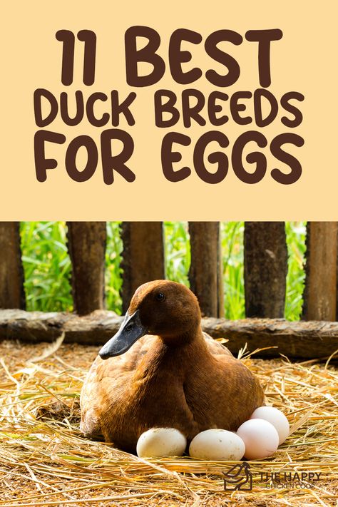 Keeping Ducks, Homesteading Hacks, Types Of Ducks, Pekin Duck, Backyard Ducks, Duck Breeds, Duck Coop, Duck Farming, Raising Ducks