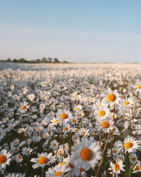 Hannah | This time last year, I will find another field of Daisies again this year because my goodness they’re pretty 😍 | Instagram Daisy Pictures Flower, Daisy Asthetic Picture, Addy Core, Kaitlyn Core, Daisies Aesthetic, Daisy Fields, Sabrina Carpenter Album, Field Of Daisies, Lucy Pevensie