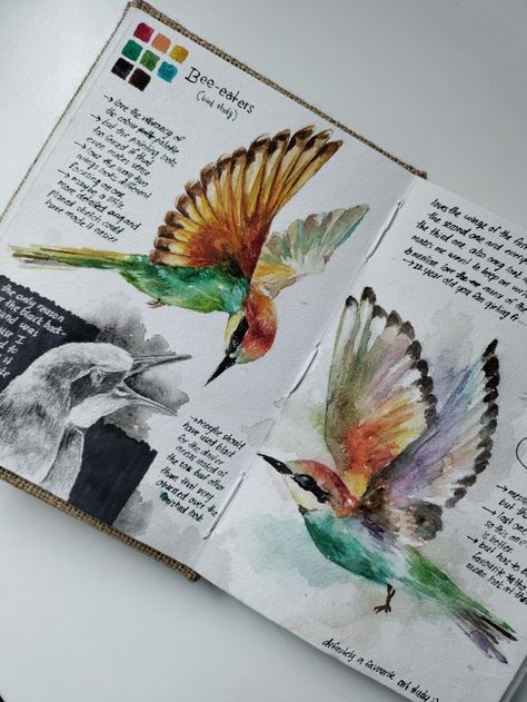 Bird Study Sketch, Sketch Book Studies, Bird Study Drawing, Bird Sketchbook Pages, Birds Gcse Art, Gcse Art Sketchbook Animals, Gcse Art Animals, Bird Journal Ideas, Nature Artists Gcse