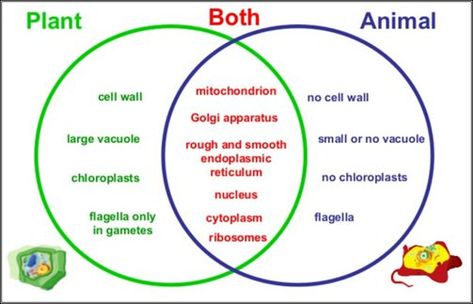 plant vs animal cells venn diagram. what plants have vs what animals have vs what they both have Golgi Bodies, Animal Cell Parts, Cell Parts And Functions, Animal Cell Project, Nuclear Membrane, Animal Cells, Cell Theory, Cell Parts, General Biology