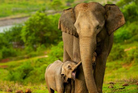 If we don't act soon, these elephants' home may soon be only a memory because of destructive and unsustainable palm oil plantations. Badak Jawa, Sumatran Elephant, Tiger Habitat, Sea Turtle Species, Tiger Species, Turtle Habitat, Elephants Photos, Asia Tenggara, Asian Elephant