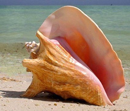 Conch Shell Decor, Inspiring Paintings, Coastal Preppy, 480x800 Wallpaper, Creature Marine, Preppy Beach, Ocean Treasures, Marine Theme, She Sells Seashells