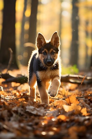 Premium Photo | Playful German Shepherd Puppy Chasing in Autumn Forest Puppy German Shepard, Pictures Of German Shepherds, Sheperd Dogs, Boy Dog Clothes, German Sheperd Dogs, German Shepherd Pictures, Funny German Shepherd, Cute German Shepherd Puppies, German Shepherd Puppy