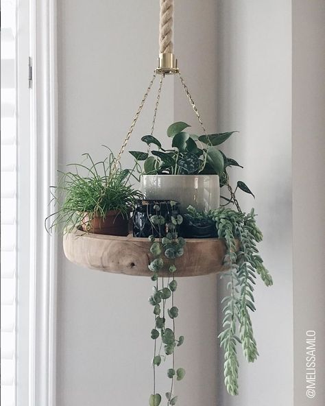 Plant Corner Dining Room, Hanging Plant Hooks, Wall Hanging Decorations, نباتات منزلية, Plants Wall, Decoration Plante, Indoor Gardens, Plant Decor Indoor, House Plants Decor