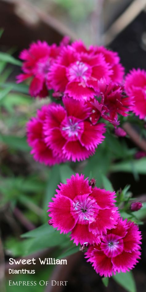 Sweet William, Propagating Plants, Perennial Garden, Flowers Perennials, Spring Blooms, Autumn Garden, Growing Flowers, Flower Beauty, Beautiful Blooms