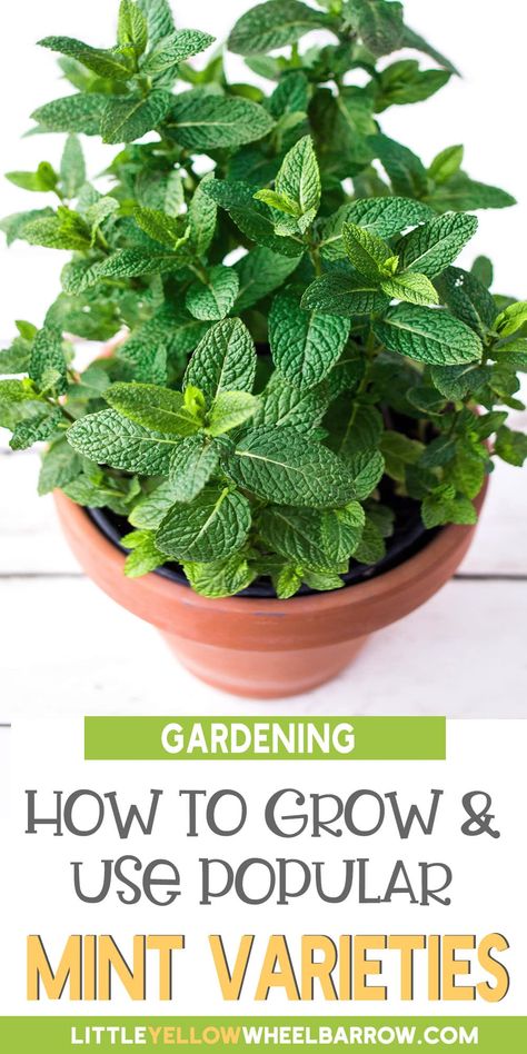 There are a lot of different types of mint out there, so how do you know which type to grow in your herb garden? This guide will teach you about the most popular types of mint so that you can plant the type (or types!) that will best suit your vegetable garden. We've got tips on the growing conditions required for each mint plant, as well as how to identify them, and delicious ways to use them. Whether you're a beginner gardener or a pro, there is always more to learn about mint plants! Pepermint Plant, Mint Plant Uses, Types Of Mint Plants, Mint Plant, Mint Herb, Mint Garden, Growing Mint, Peppermint Plants, Planting Tips