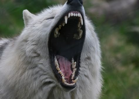 Yawn or bite?... by majordalemajor, via Flickr Facts About Wolves, Snarling Wolf, Dragon Anatomy, Crow Painting, Canine Tooth, Scary Dogs, Animal Teeth, Howl At The Moon, Fascinating Facts