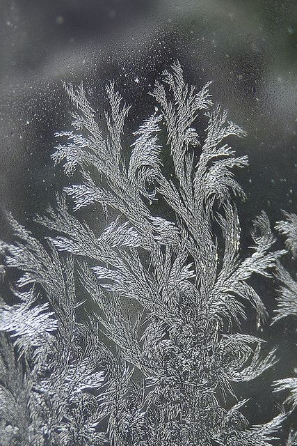 Frost blooms are so neat Foto Macro, Frosted Window, William Morris Patterns, Matka Natura, Ice Crystals, Winter Magic, Winter Beauty, Snow And Ice, Winter Wonder