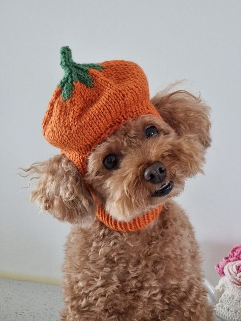 Halloween costume for your dog! Halloween pumpkin hat, easy to follow pattern! If you know how to do  I-Cord, you can easily knit this cute hat for Halloween Knitted Halloween Costumes, Crochet Pumpkin Hat For Dog, Crochet Dog Halloween Costume, Dog Pumpkin Costume, Halloween Dog Sweater, Halloween Costumes Pumpkin, Fall Dogs, Animal Pumpkin, Crochet Pumpkin Hat