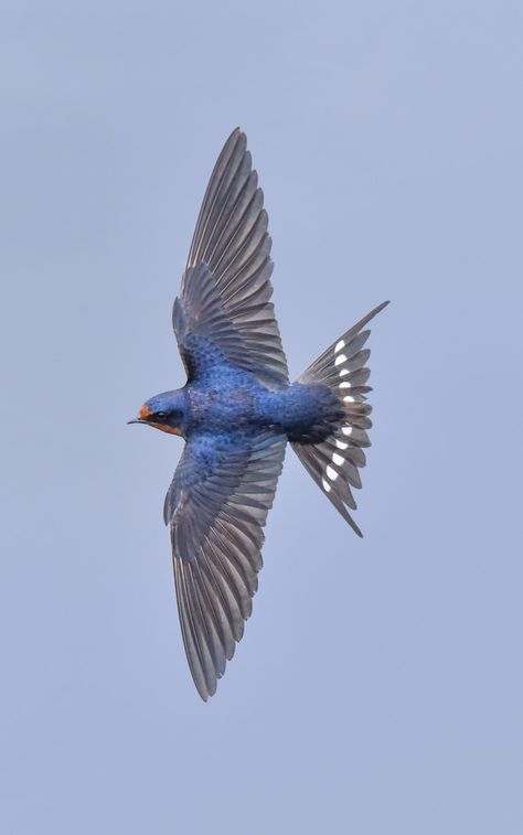 Daniel Riddle on Twitter: "*view full screen please* Here’s another dose of Barn Swallow Challenge! This fellow is fully flared and in the process of a hard left turn. #TwitterNatureCommunity… https://t.co/RE4wXhaNtv"