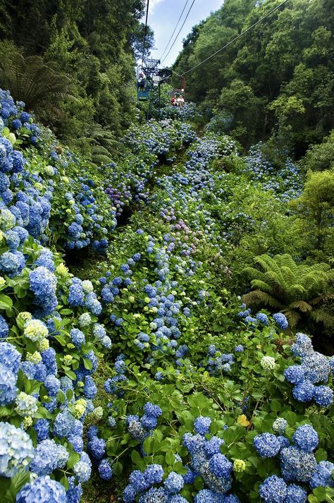 Hydrangea Landscaping, Hydrangea Garden, Rainy Season, Flower Field, Rio Grande, Amazing Nature, Nature Pictures, Nature Beauty, Beautiful World