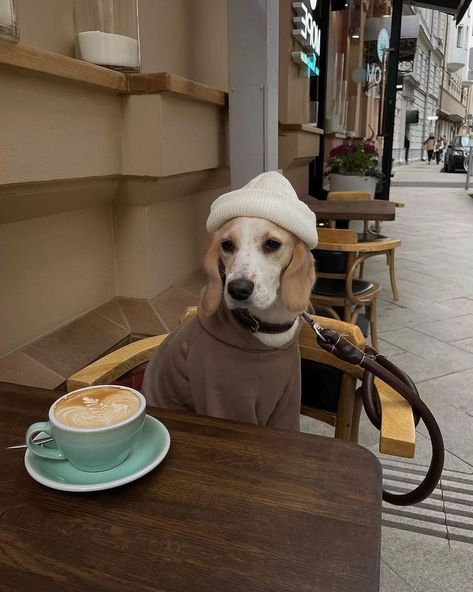 Dog Foto, Winter Camo, Dog Cafe, Instagram Autumn, Dog Branding, Camo Hats, Cuffed Beanie, Dog Blog, Autumn Coffee