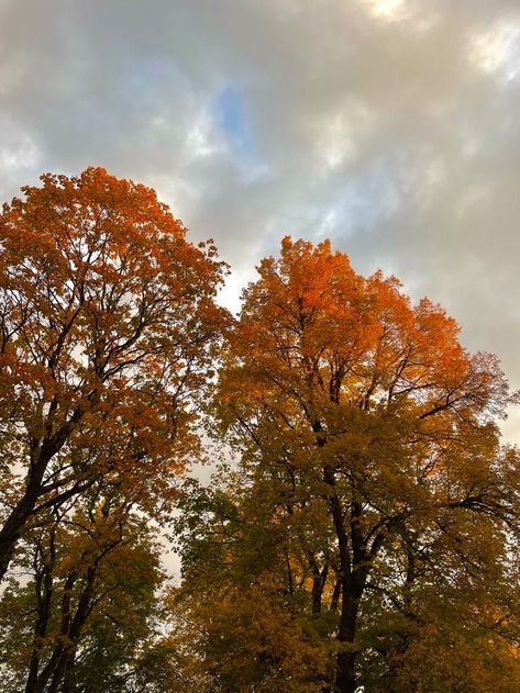 Ethereal Autumn Aesthetic, Autumn Trees Aesthetic, Fall Trees Aesthetic, Autumn Trees Photography, Fall Nature Aesthetic, Fall Nature Photography, Fall Leaves Aesthetic, Tis Autumn, Fall Core