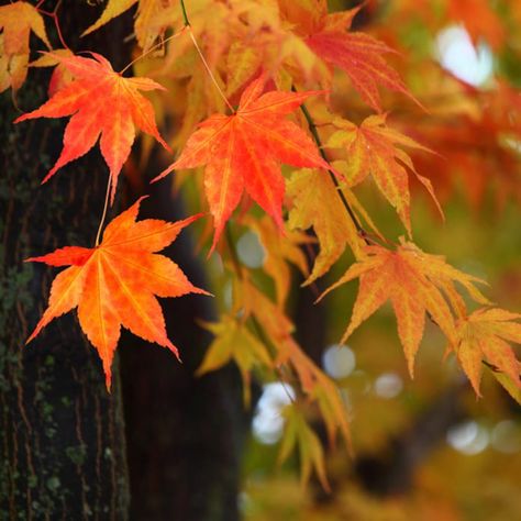 Japanese Maple Tree Fall Foliage Trees For Front Yard, Bald Cypress, Japanese Maple Tree, Arbour Day, Autumn Scenery, Japanese Maple, Easy Plants, Maple Tree, Yellow Leaves