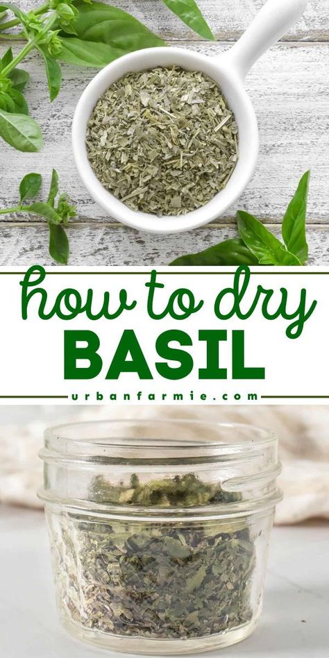 Learn how to dry basil in 5 ways! Whether by hanging, in the oven, air fryer, dehydrator, or microwave, this recipe tutorial for homemade dried basil has got you covered. Tips and techniques included! How To Save Fresh Basil Leaves, How To Save Fresh Basil, Basil Diy Gifts, How To Dry Fresh Basil, How To Save Basil, Extra Basil What To Do With, Dried Basil Recipes, How To Dry Basil Leaves, What To Make With Fresh Basil