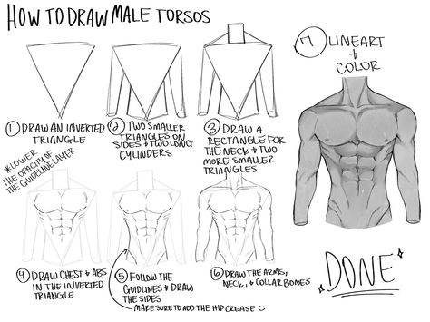 Anatomy Drawing Reference Male, Anatomy Of The Body Drawing, How To Draw The Male Body Anatomy, Male Back Drawing Tutorial, How To Draw Males Anatomy, Body Torso Drawing, Male Body Back Drawing, Body Anatomy Shapes, Anatomy Male Tutorial