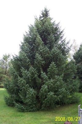 Serbian Spruce — Windbreak Trees Picea Omorika, Windbreak Trees, Serbian Spruce, Flexible Wood, Limestone Rock, Landscape Plants, Garden Floor, Gravel Road, Sandy Soil