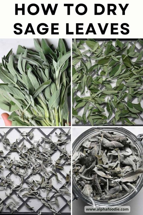 Dry Sage Leaves, Benefits Of Sage, Preserve Fresh Herbs, Dry Sage, Drying Fresh Herbs, Fresh Herb Recipes, Sage Herb, Dried Sage, Sage Tea