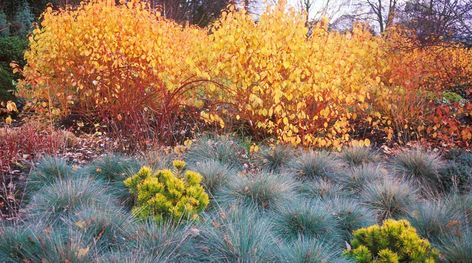 Winter Garden Ideas, Cornus Sanguinea, Pinus Mugo, Landscape Stairs, Garden Winter, Planting Combinations, Winter Gardens, California Garden, Planting Design