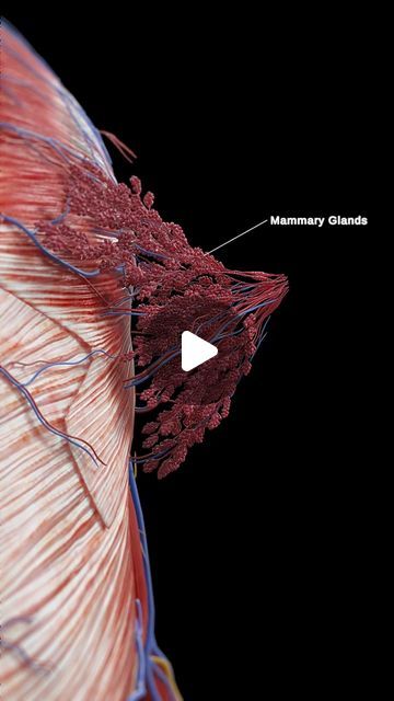 SciePro on Instagram: "Beneath their beauty, breasts are a testament to female physiology.   Each breast is a complex network of milk-producing glands (lobules), ducts that carry milk, and fatty tissue. At the heart of each lobule are clusters of alveoli, tiny sacs where milk is produced.   Hormones orchestrate this intricate system, particularly during pregnancy and lactation, leading to remarkable transformations. Understanding your breast anatomy empowers you to take charge of your health and appreciate the wonder of your body.   #BreastHealth #WomensHealth #AnatomyFacts #KnowYourBody #anatomy #science #med #medicine #meded #medart #3d #animation #unity3d #sciart #science #medstudent #study" Pregnancy Anatomy, Breast Anatomy, Anatomy Science, Basic Anatomy, Basic Anatomy And Physiology, Amazing Body, Unity 3d, Breast Health, Take Charge