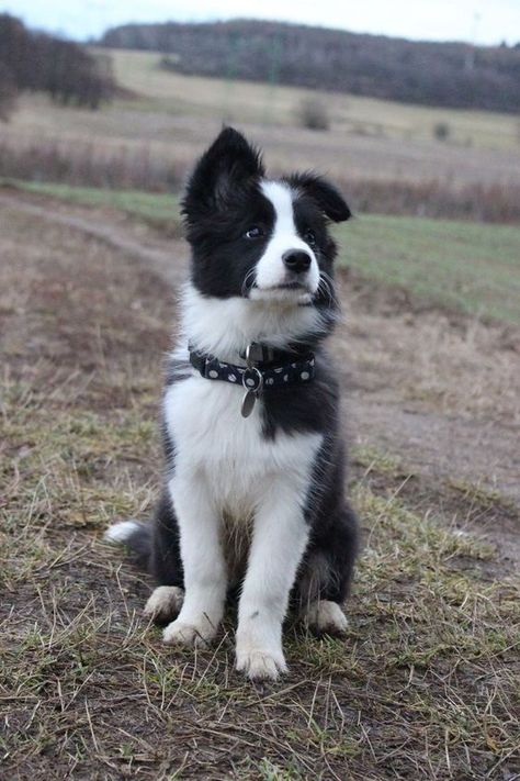 The little Border Collie gave this man a sense of purpose and turned his life around. Caine Husky, Staffordshire Terriers, Rags To Riches, From Rags To Riches, Psy I Szczenięta, Collie Puppies, Border Collie Puppies, Tapeta Galaxie, Black And White Dog