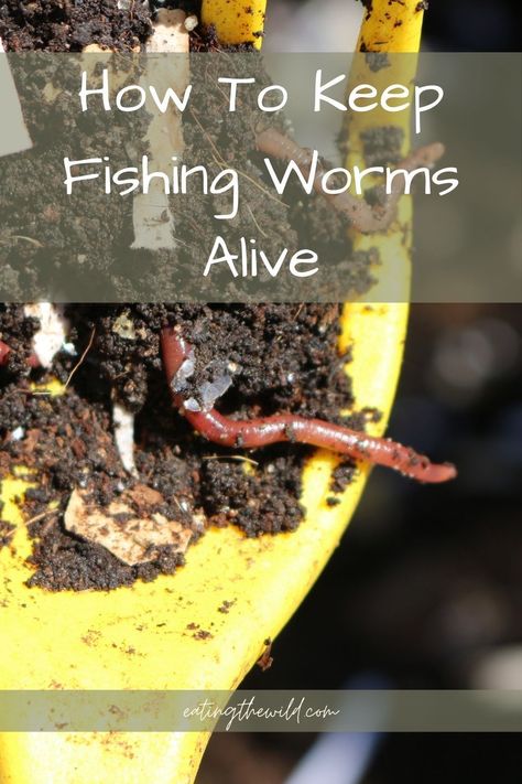 Are you tired of constantly buying worms in the fishing shop? They live everywhere, but you can't seem to find them? The solution is straightforward: you can breed them at home! Read in this article how to keep them alive for your next fishing venture. Worm Beds, Fishing Worms, Fishing Hacks, Channel Catfish, Red Worms, Fishing Shop, Worm Farm, Walleye Fishing, Citrus Oil