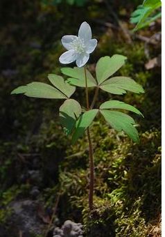 Anemone Nemorosa, Minnesota Wildflowers, Wood Anemone, Spring Awakening, Peonies Garden, Native Garden, Forest Floor, Goldfinch, Green Decor